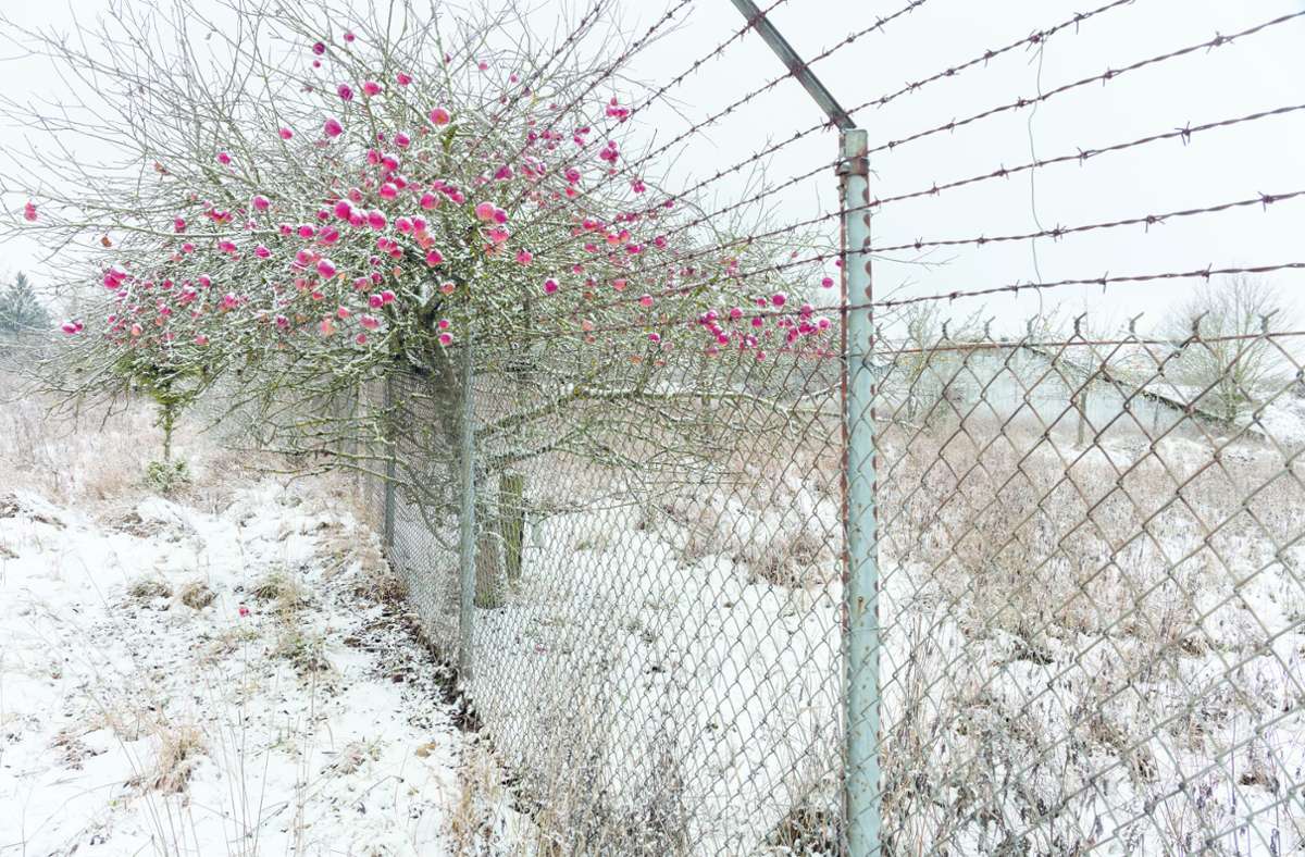Im ehemaligen Sondermunitionslager Inneringen wächst ein Apfelbaum durch den Stacheldrahtzaun.