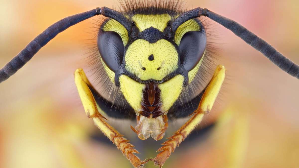 Warum fliegen Wespen ins Gesicht?