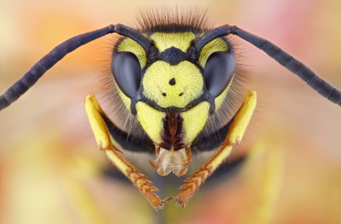 Warum fliegen Wespen ins Gesicht?