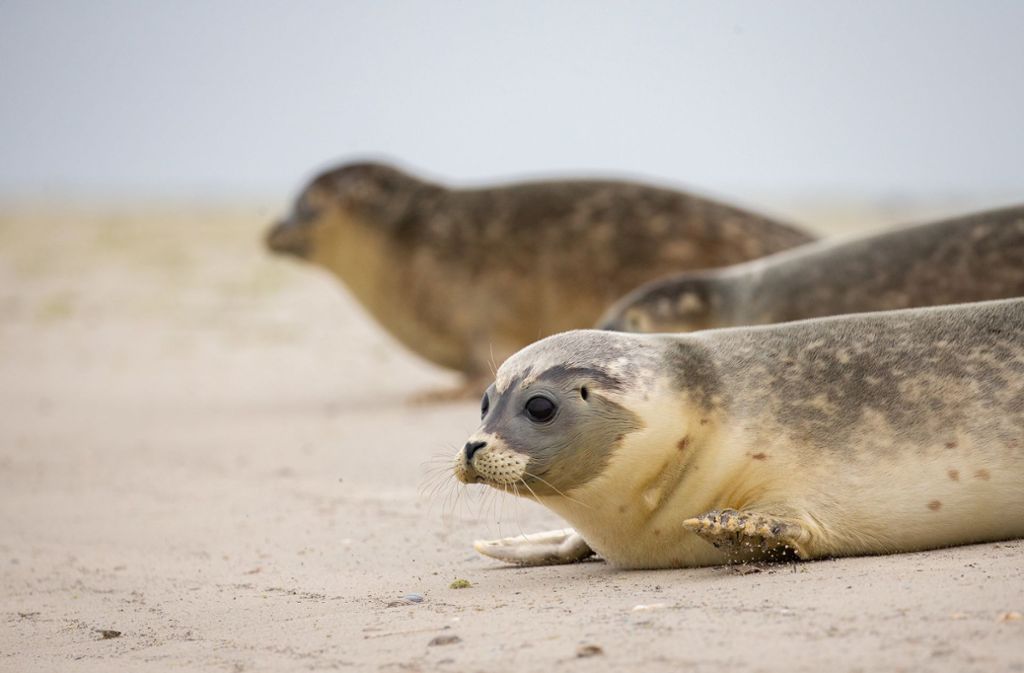 Die Jungtiere liegen kurz nach ihrer Auswilderung am Strand der Nordseeinsel