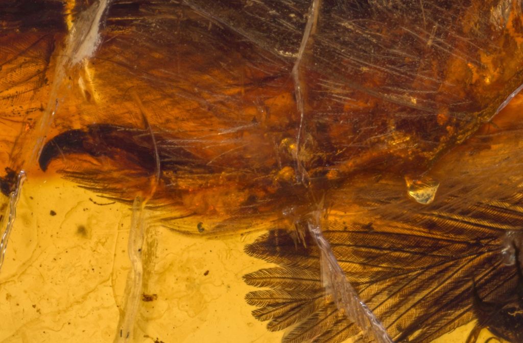 Klaue eines gefiederten Sauriers: Erst in den 1990er Jahren wurden Fossilen von gefiederten Dinosauriern in China gefunden. Sie gelten als Urahnen der Vögel.