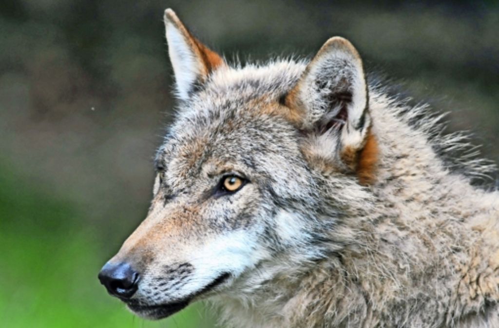 Immer mehr Wölfe werden in Deutschland ­heimisch. Das sorgt für Konflikte.  Foto: dpa