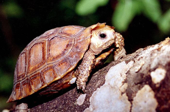 Schildkröte sorgt in Naturfreibad für Aufregung