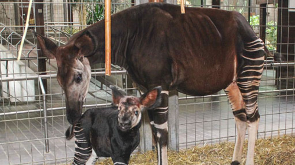 Wilhelma in Stuttgart: Okapi-Kuh Ibina bringt Kalb zur Welt