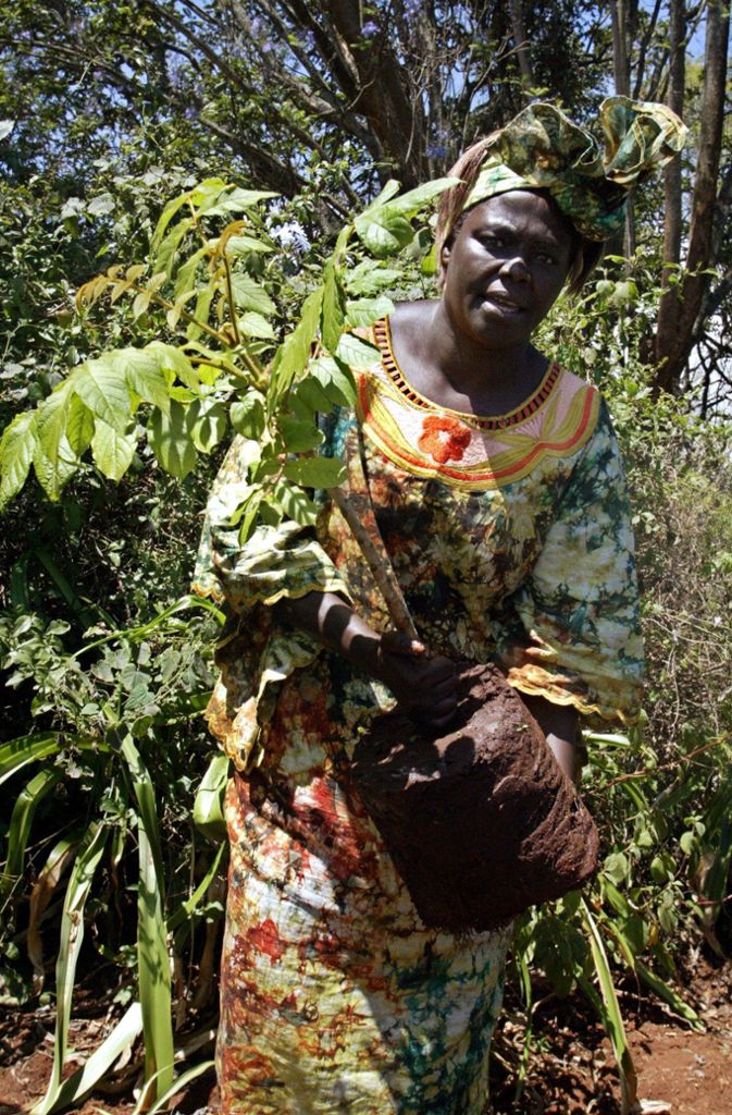 Wangari Maathai wurde am 1. April 1940 geboren und hatte eine verblüffend effektive Idee : Mit jedem neu gepflanztem Baum sollte die Zahl der Arbeitslosen sowie die Bodenerosion abnehmen und das Wissen um einen bewussteren Umgang mit der Natur wachsen. Maathai, studierte Biologin, die 1971 Professorin an der Uni in Nairobi wurde, hatte nicht nur den Wald in Kenia im Blick, sondern auch die Ausbildung von Frauen. Das von Maathai 1977 gegründete Aufforstungsprojekt „Green Belt Movement“ wurde zur afrikanischen Bewegung, die in 13 Ländern Baumschulen gründete, 30 Millionen Bäume pflanzte und 30 000 Frauen in Forstwirtschaft und Imkerei ausbildete. Ihr Beiname Mama Miti heißt auf Kisuaheli Mutter der Bäume. Dass eine intakte Umwelt eine nicht zu vernachlässigende Voraussetzung für ein friedliches Miteinander ist, hat sich schließlich bis nach Oslo herumgesprochen: Als erste afrikanische Frau erhielt Wangari Maathai 2004 den Friedensnobelpreis. (ak)