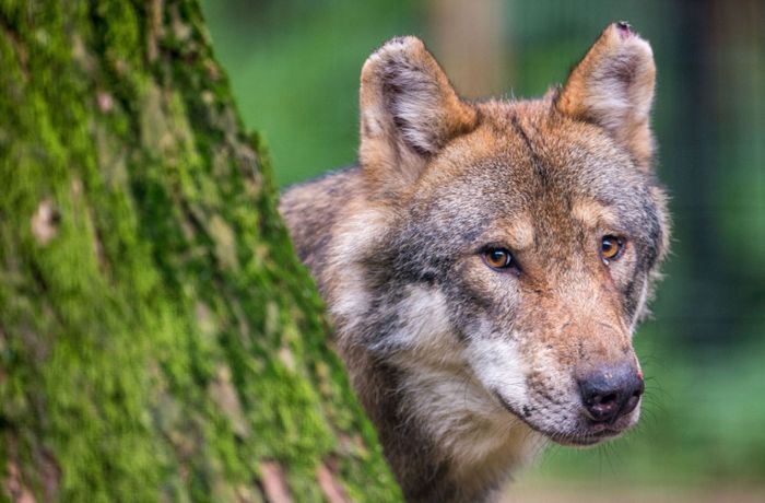 Wolf im Landkreis bleibt unbestätigt