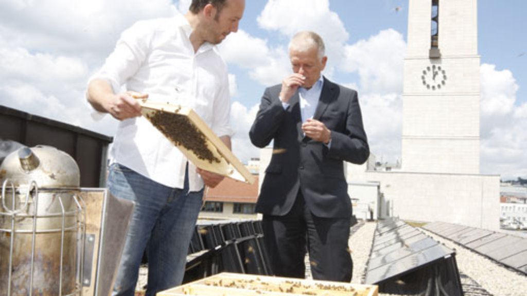 Süßer Nektar vom Rathausdach: OB Kuhn ist Herr über 60.000 Bienen