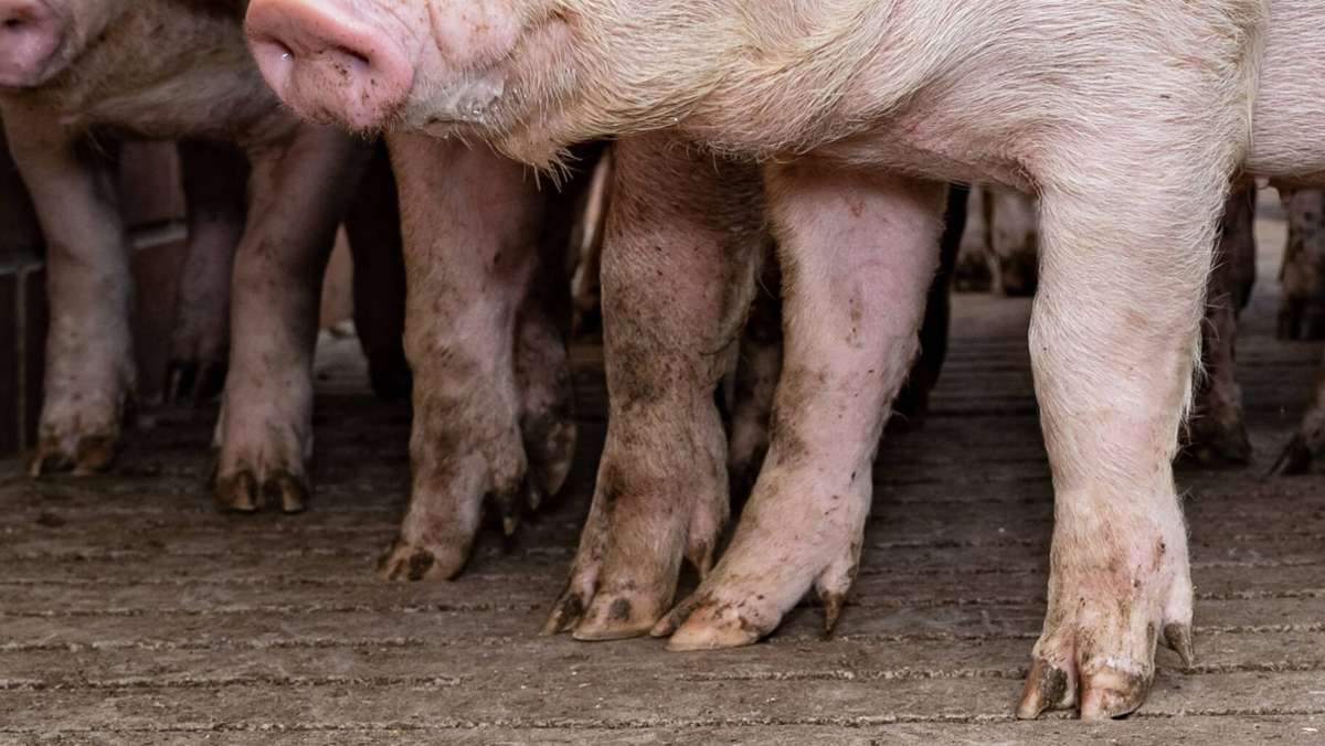  Wegen möglicher Verstöße gegen den Tierschutz ermittelt die Polizei gegen den Betreiber einer Schweinemast im Alb-Donau-Kreis. Anlass für die Ermittlungen ist die Anzeige einer Tierschutzorganisation gegen den Landwirt. 