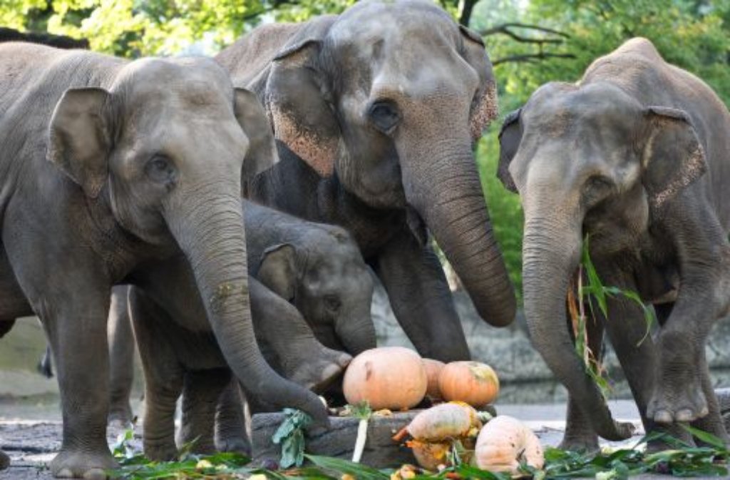 In Hagenbecks Tierpark in Hamburg war Kölpin seit 2005 beschäftigt. Ein Hightlight dieses Zoos: die Elefanten.