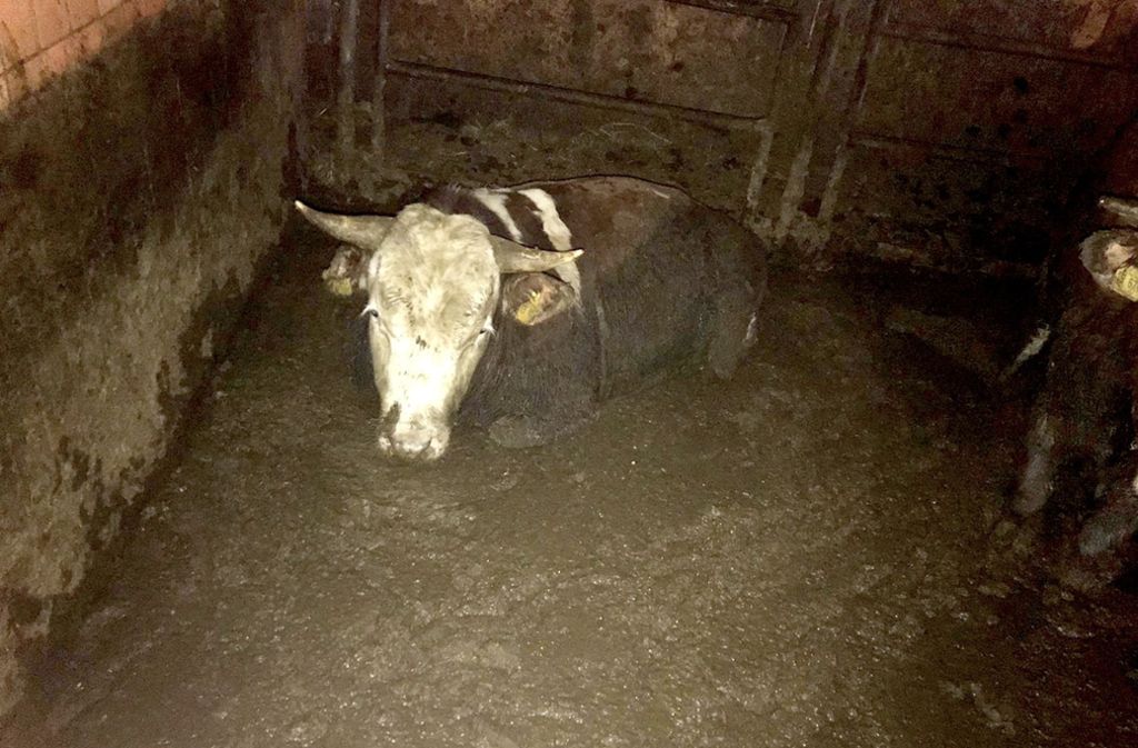 Im April haben Spaziergänger auf einem Ludwigsburger Bauernhof Rinder entdeckt, die bis über die Knie in ihrer Gülle standen. Tierschutzaktivisten haben die Zustände heimlich fotografiert und Anzeige erstattet.