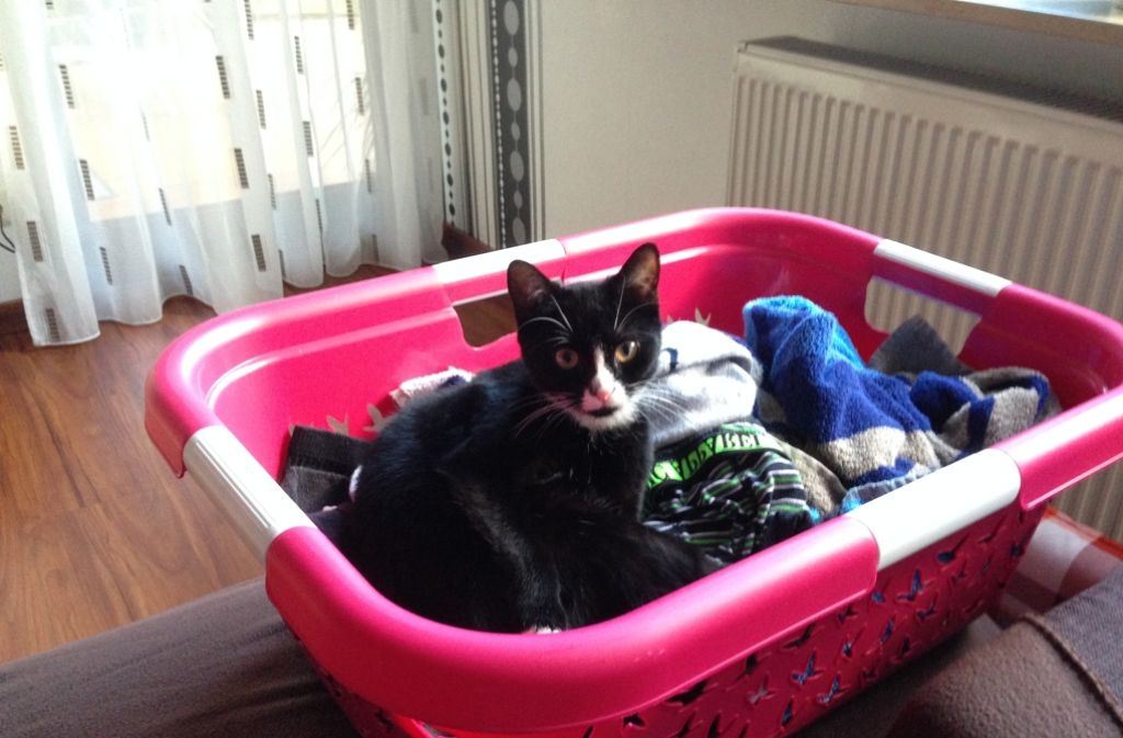 Das kennen viele Katzenbesitzer: ihre Samtpfoten scheinen es besonders auf frische Wäsche abgesehen zu haben, die dann natürlich erst mal enthaart werden muss. Lotte scheint da keine Ausnahme zu sein.