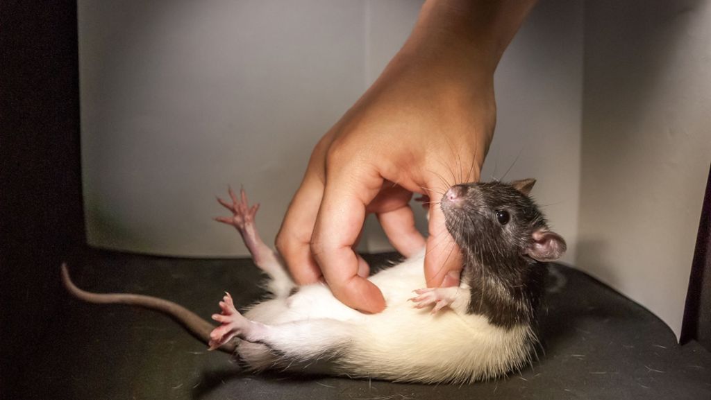 Verhaltensstudie: Ratten sind nur manchmal kitzlig