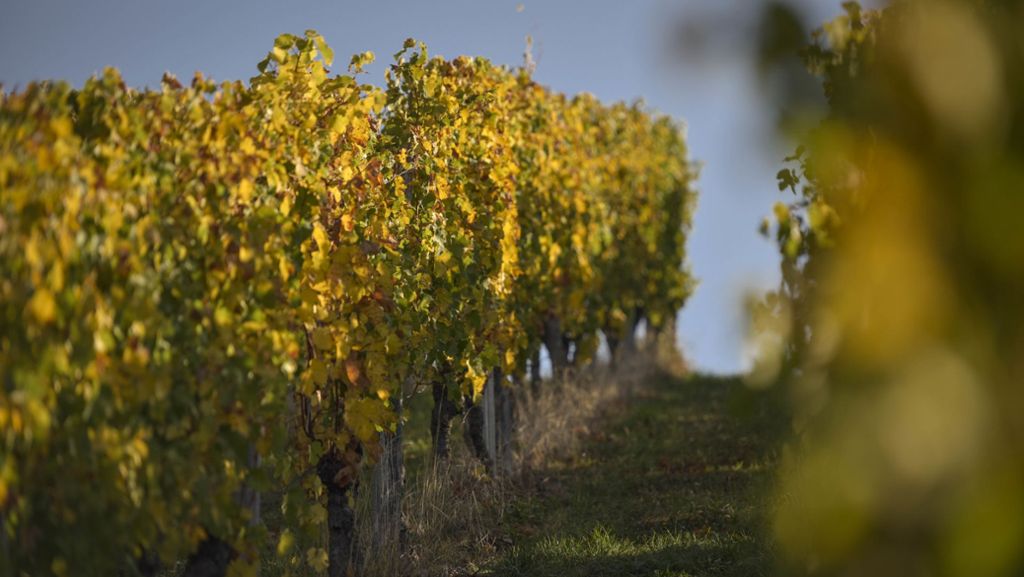 In Kalifornien: Weinbauern bekommen es mit pelzigem Schädling zu tun