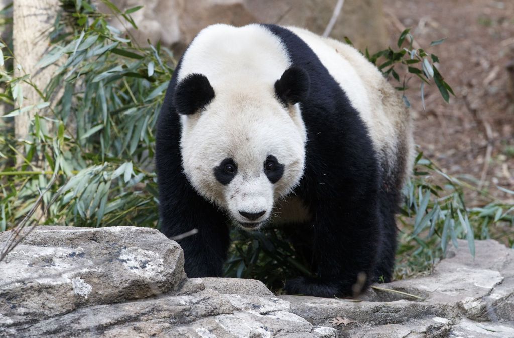 Ein Star im Zoo von Washington: Bao Bao