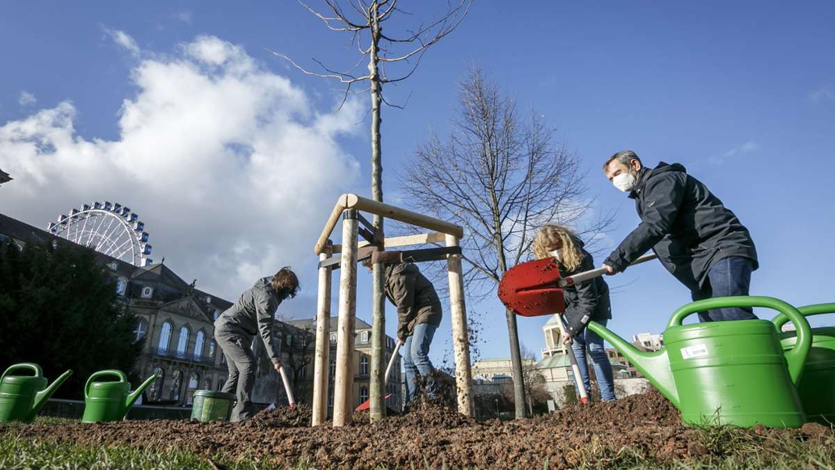 Pflanzungen im Schlossgarten  Stuttgart: Neue Bäume ersetzen die Sturmopfer