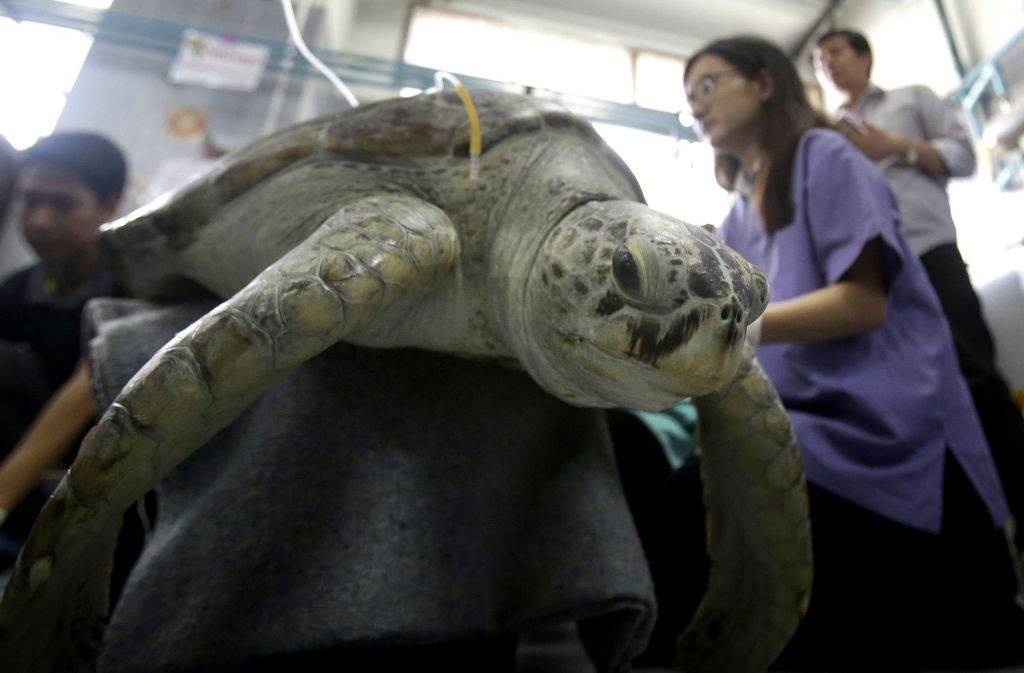 Der Zustand der Schildkröte hatte sich nach der spektakulären Not-Operation vor zwei Wochen zuletzt rapide verschlechtert.