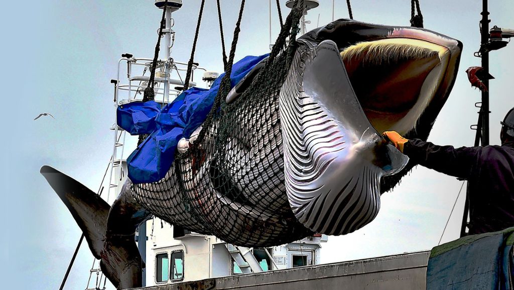 Japan fängt wieder kommerziell Wale: Das Ende der Schonzeit