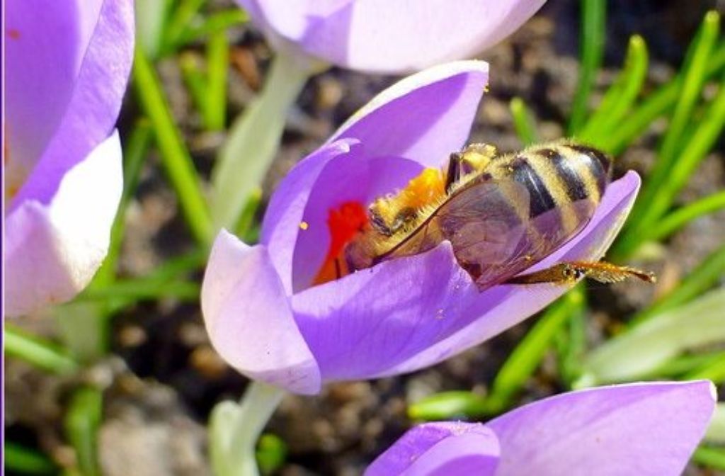 Eine Biene klettert in eine Blüte.