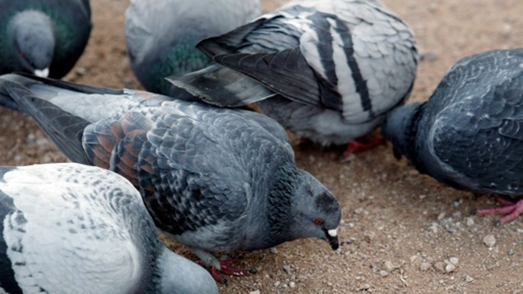 Prozess um Tierquälerei: Mann beißt Taube Kopf ab