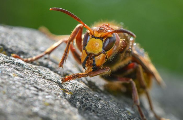 Acht Menschen von Hornissen gestochen – drei allergische Schocks