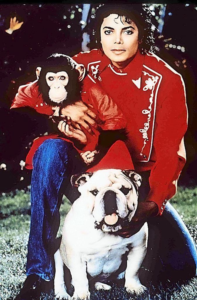 Michael Jackson mit seinem Schimpansen „Bubbles“, der sogar den „Moonwalk“ vorführen konnte. 2003 musste sich der Popstar von seinem Affen trennen, da dieser immer aggressiver wurde.