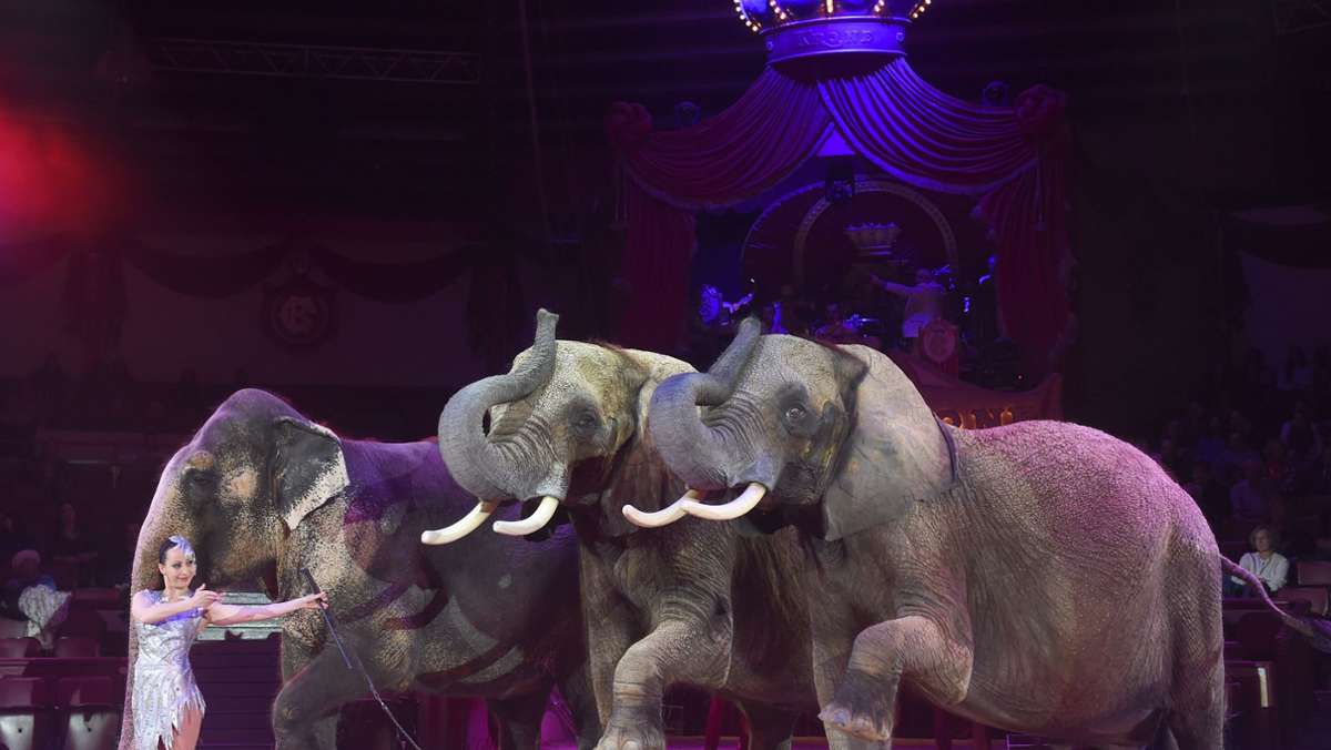  Trauer um die älteste Elefantdame des Circus Krone: Mala war seit vergangenem Freitag nicht mehr aufgestanden. Zuletzt habe sie aber auch nicht gefressen: Nun ist das Tier an Altersschwäche gestorben. 