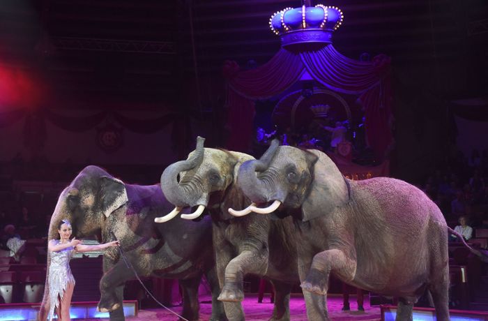 „Mit weinendem Herzen“ – Elefantendame Mala ist tot