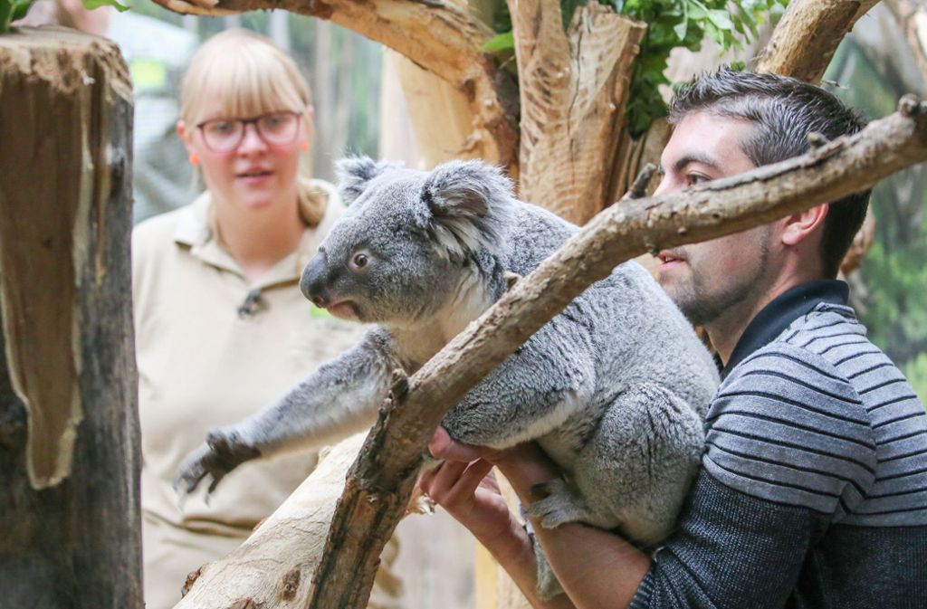 Weitere Bilder vom neuen Koala im Leipziger Zoo.