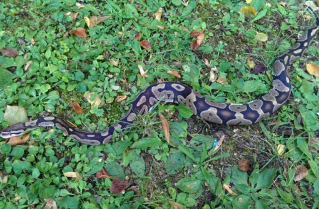 Am Mittwochvormittag machte ein Passant einen gefährlichen Fund: Er entdeckte in Stuttgart-Mühlhausen zwei Würgeschlangen.