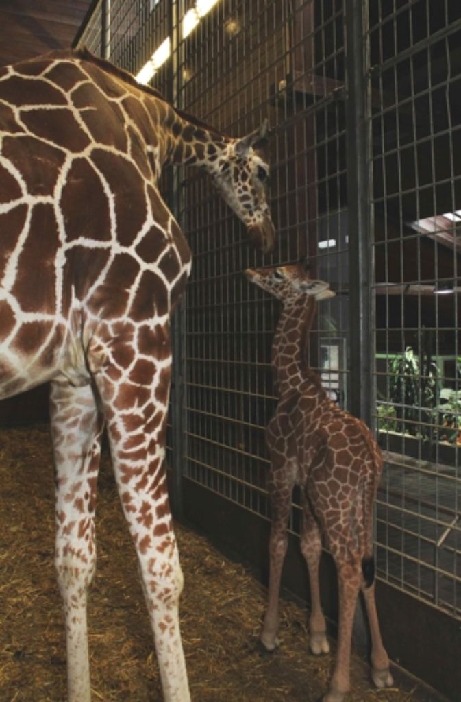 Etwa im Alter von zwei Jahren können Giraffen von ihren Eltern getrennt werden. In Kopenhagen wurde der zweijährige Giraffenbulle Marius im Februar 2014 getötet und verfüttert.