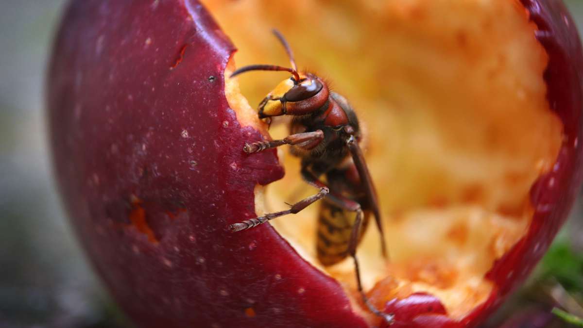 Insekten im Sommer: Hornissen sind nicht so schlimm wie ihr Ruf