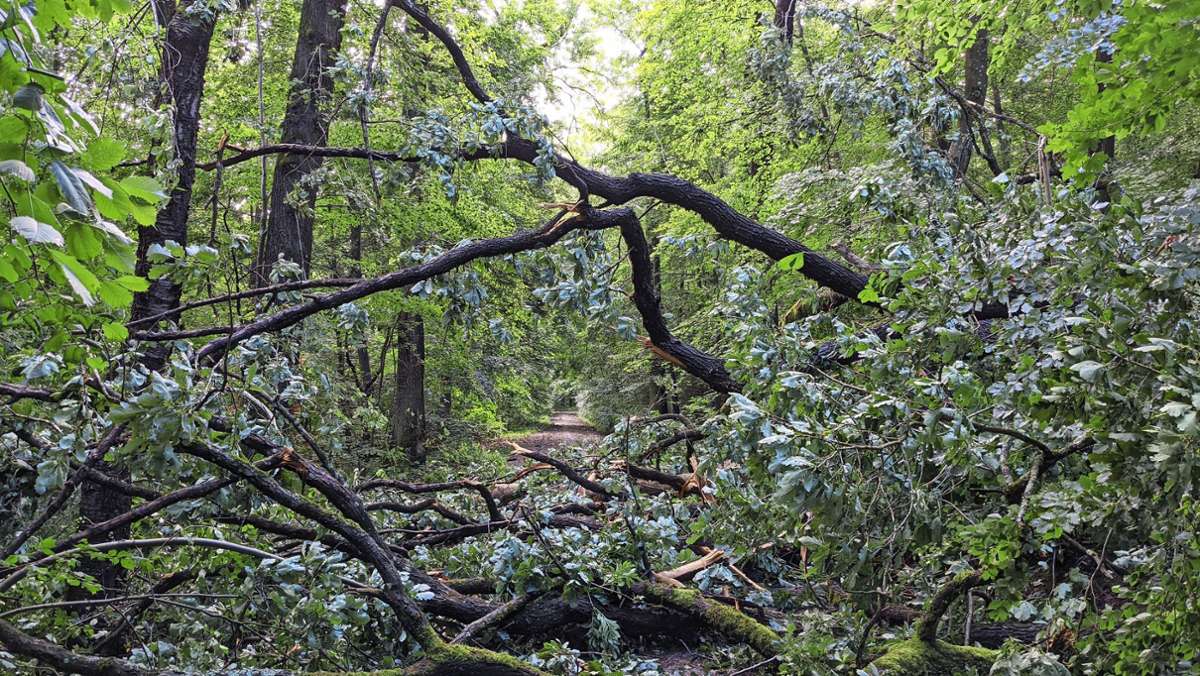  Die Aufräumarbeiten laufen auf Hochtouren, viele Sturmschäden sind schon beseitigt. Doch noch ist es für Spaziergänger und Sportler gefährlich, in den Wald zu gehen. Wir erklären, warum. 