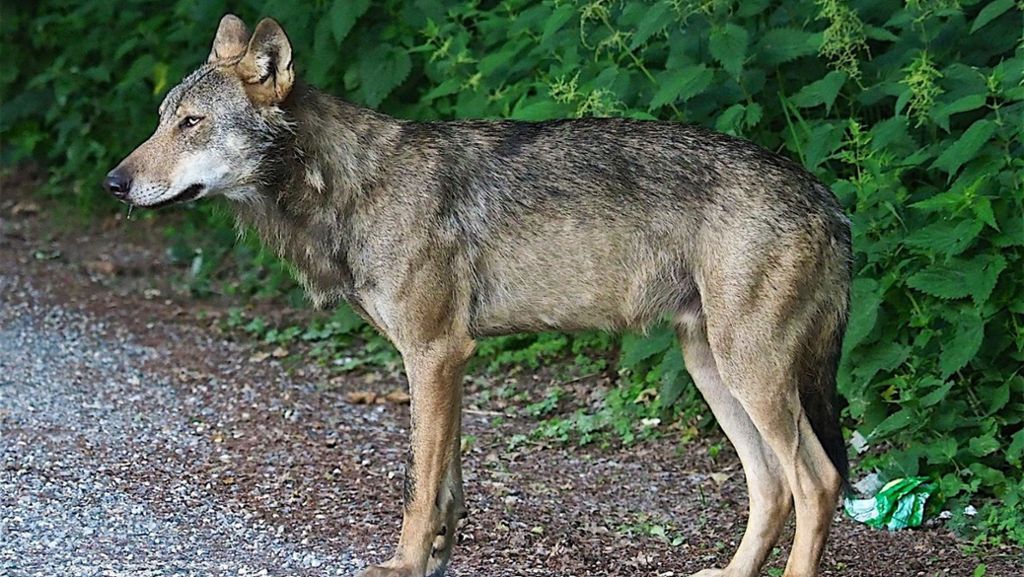 Kadaver im Schluchsee: Toter Wolf kommt in die Röhre
