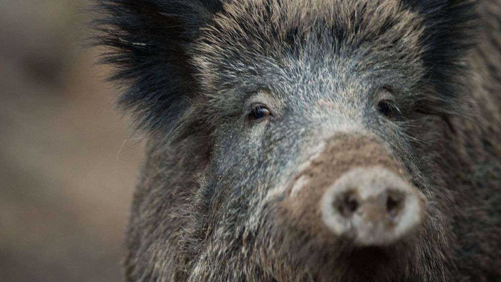 Ostalbkreis: Wildschwein läuft Jäger zu