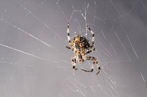 Spinne beißt Mitarbeiter – Polizei sucht nach dem Tier