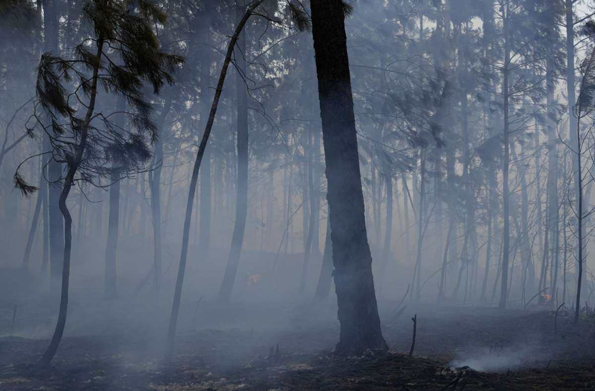 Rauch steigt zwischen Pinienbäumen auf, die Stunden zuvor bei einem Waldbrand im Dorf Colmeias in der Nähe von Leiria verbrannt sind.
