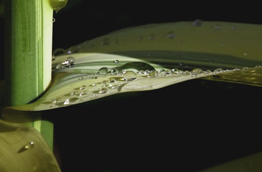 Regentropfen und Pflanzen geben ein bezauberndes Fotomotiv ab.