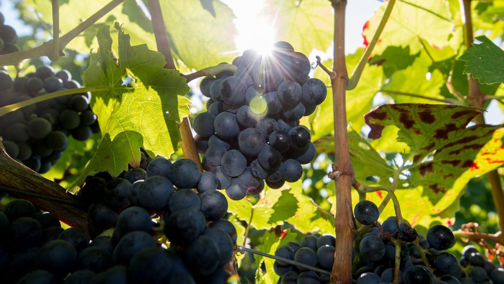 Weinbauern machen mobil: Klimawandel bedroht die Existenz vieler Winzer