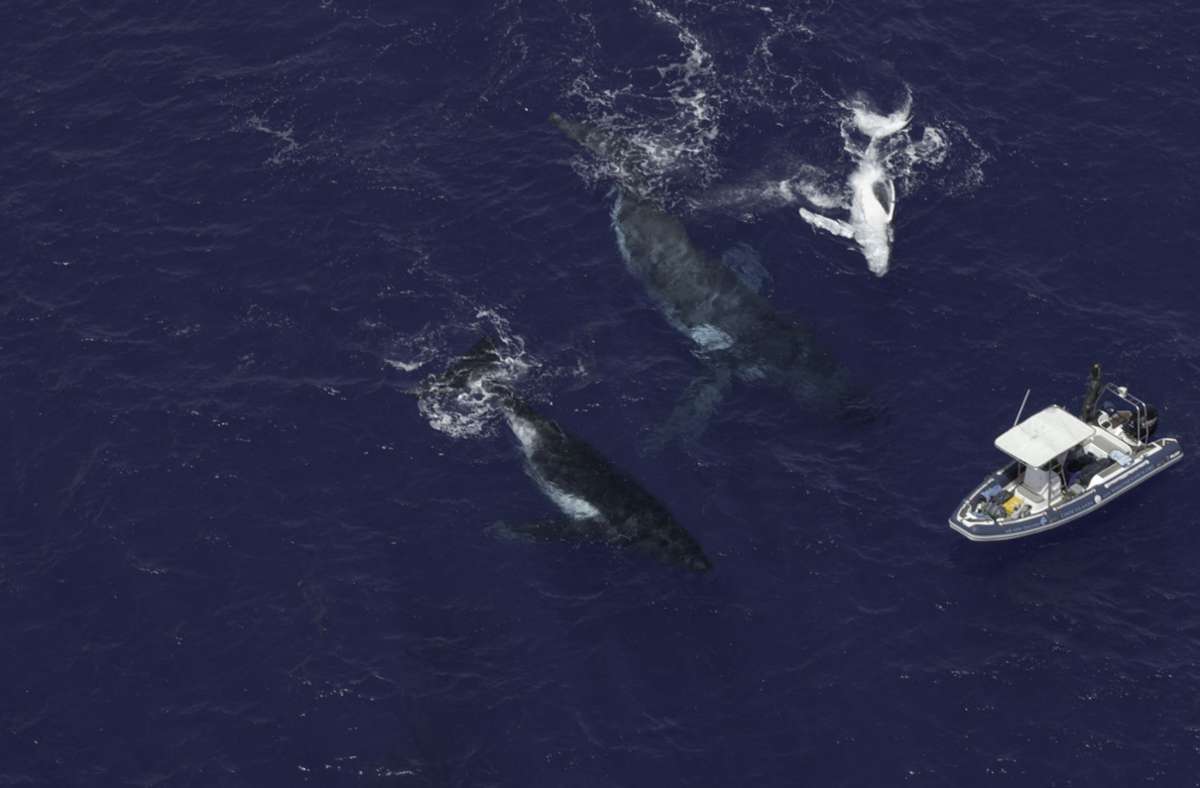 „Die geheimnisvolle Welt der Wale: Buckelwale bei der Jagd