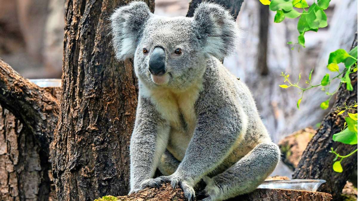 Wilhelma in Stuttgart: Ein erfolgreiches Jahr für den Zoo mit Koalas und Co.