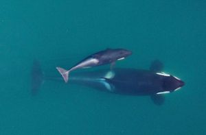 Orcas droht der schleichende Tod