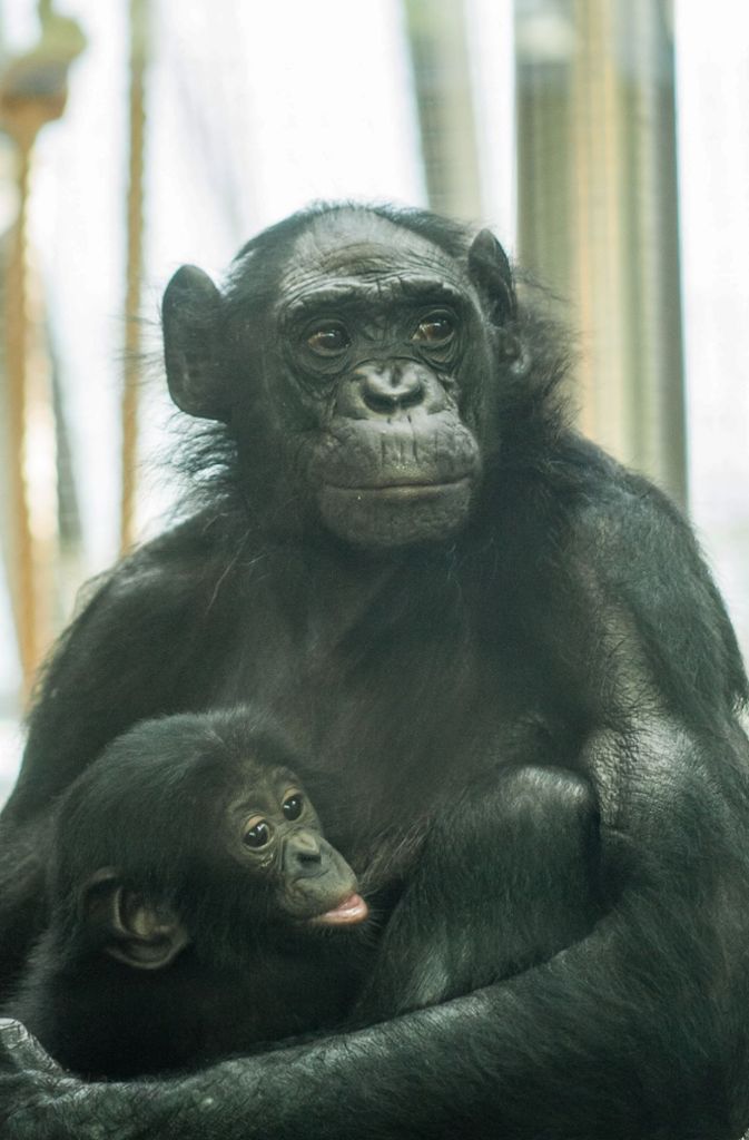 Weil Kombote das acht Monate alte Bonobo-Baby nicht säugen kann, kommt täglich ein Pfleger und übernimmt die Aufgabe.