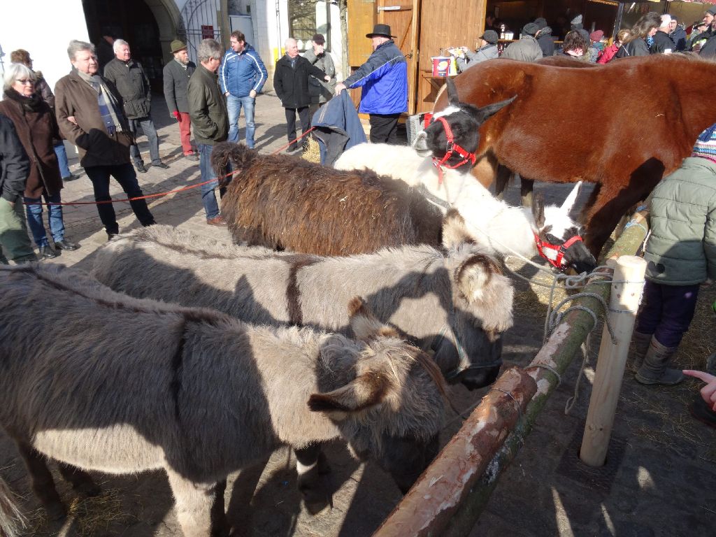 Exoten beim Pferdehandel: 2 Esel und 2 Lamas.