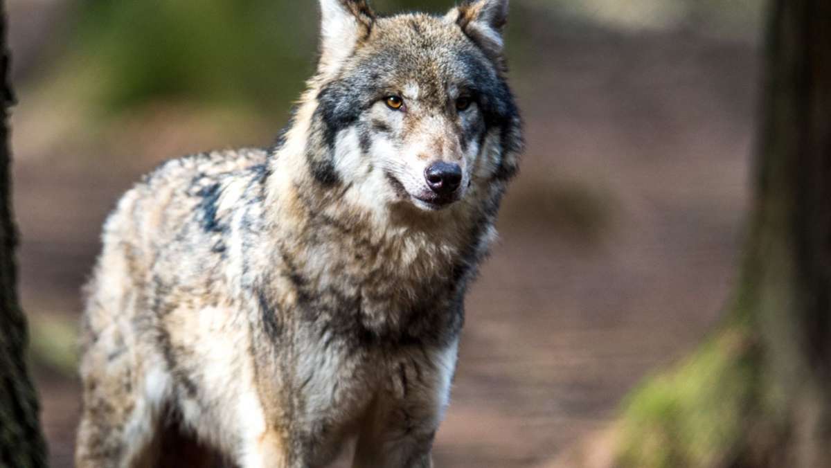  Das baden-württembergische Umweltministerium geht nach dem Fund zweier toter Schafe und einer Ziege im Schwarzwald davon aus, dass ein Wolfsrüde die Tiere getötet hat. 