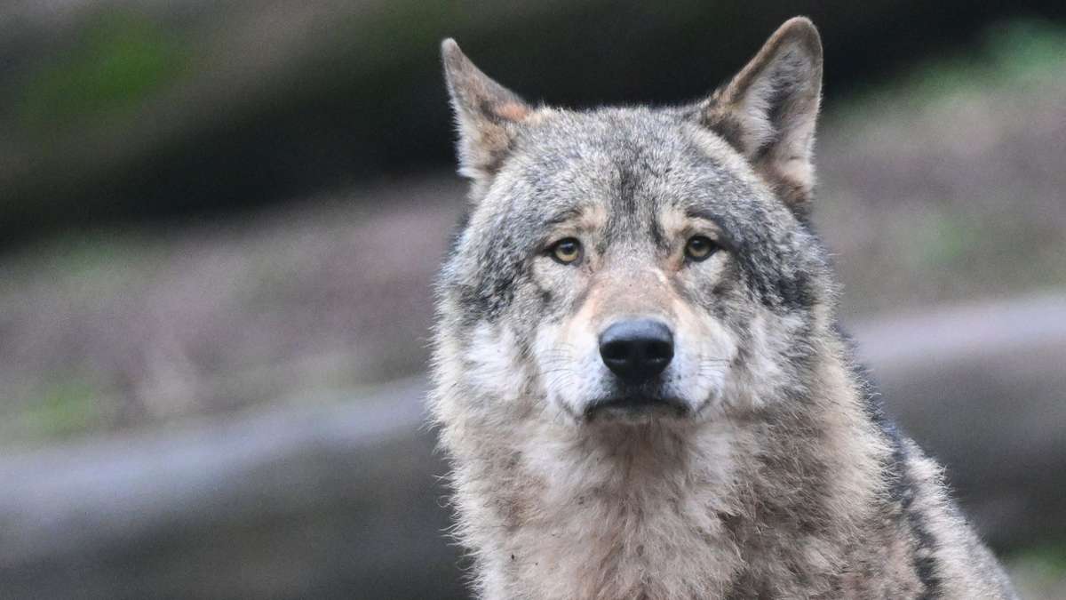 Baden-Württemberg: Fünfter sesshafter Wolf streunt an der Hornisgrinde umher