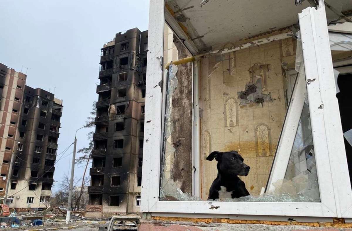 In Irpin bei Kiew konnte Ivan Bogdan einen Hund retten, der auf dem Balkon einer komplett zerstörten Wohnung festsaß.