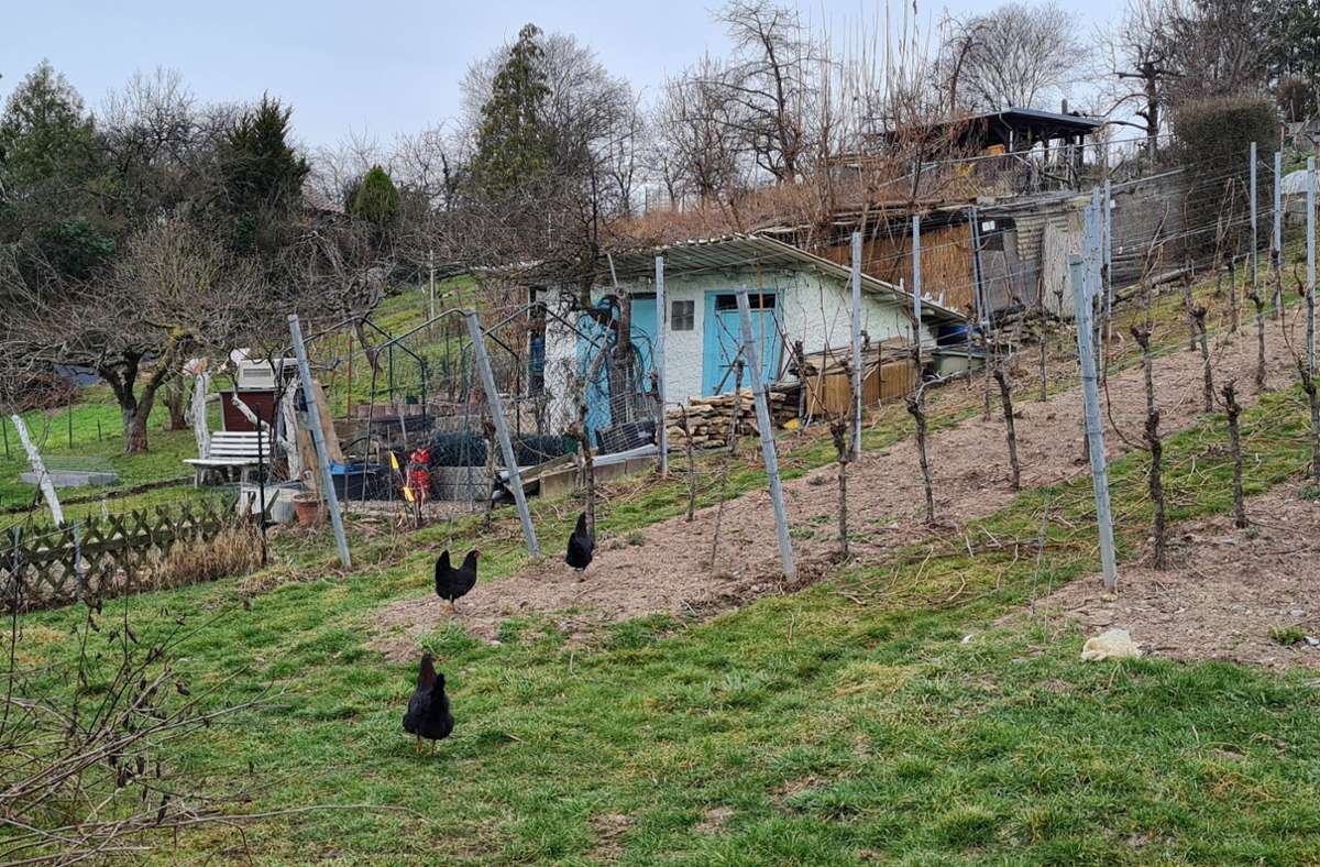 Die Hühner fühlen sich in dem Weinberg sichtlich wohl.