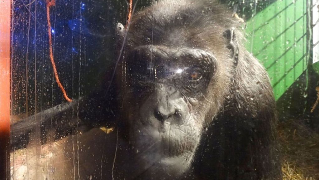 Streit um Zirkus-Affen vor Gericht: Robby, Deutschlands letzter Zirkus-Schimpanse
