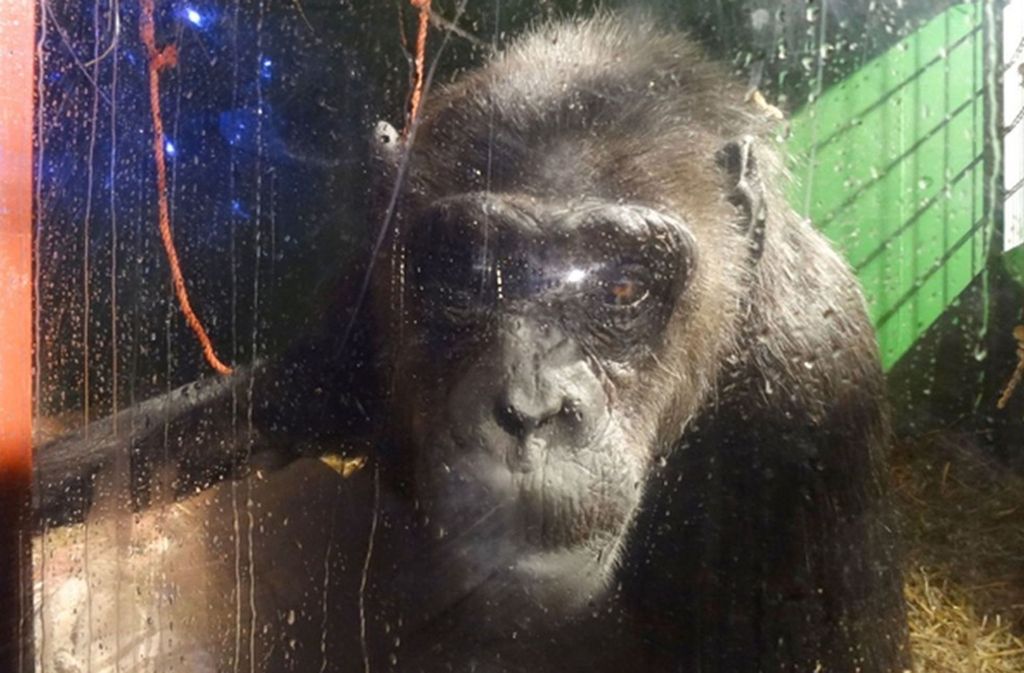 Die meiste Zeit verbringt Schimpanse Robby in einem kleinen Zirkuswagen oder in einem vergitterten Gehege. Foto: Peta Deutschland