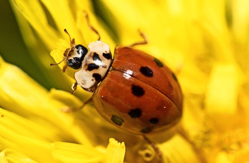 An Blüten laben sich auch Marienkäfer. Sie fressen aber auch Blattläuse. Foto: dpa